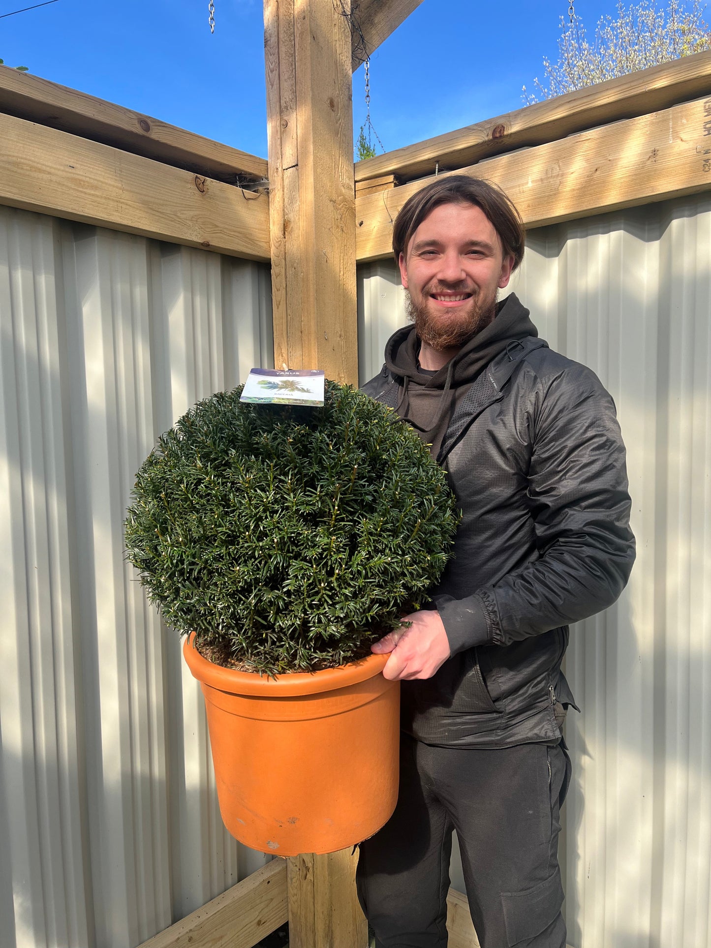 Yew Ball - Taxus Baccata Ball 6L / 7L / 10L / 22L