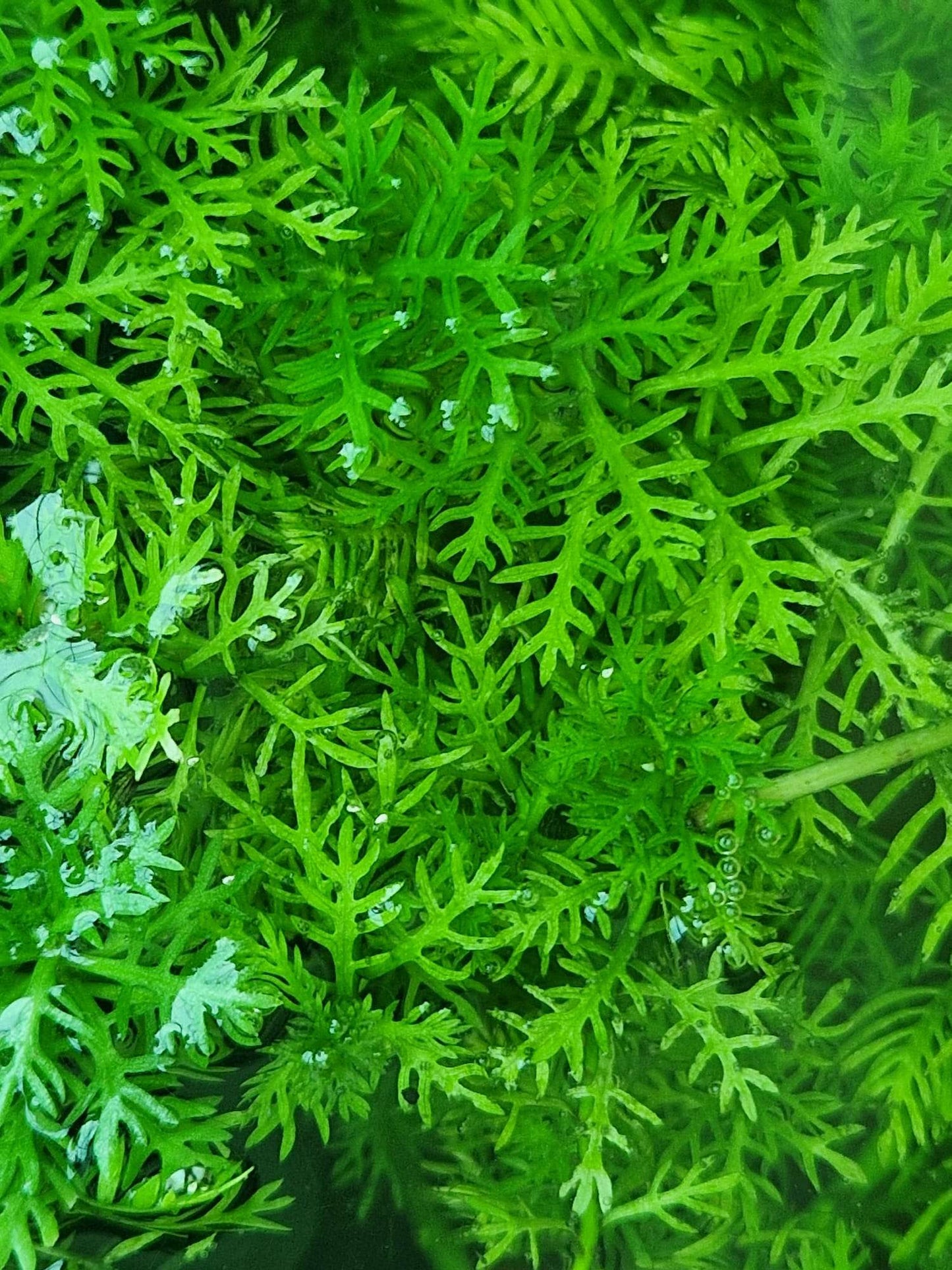 Hottonia Palustris - 1- 25 Bunches / Oxygenating Pond Water Plants/ weed - OX009