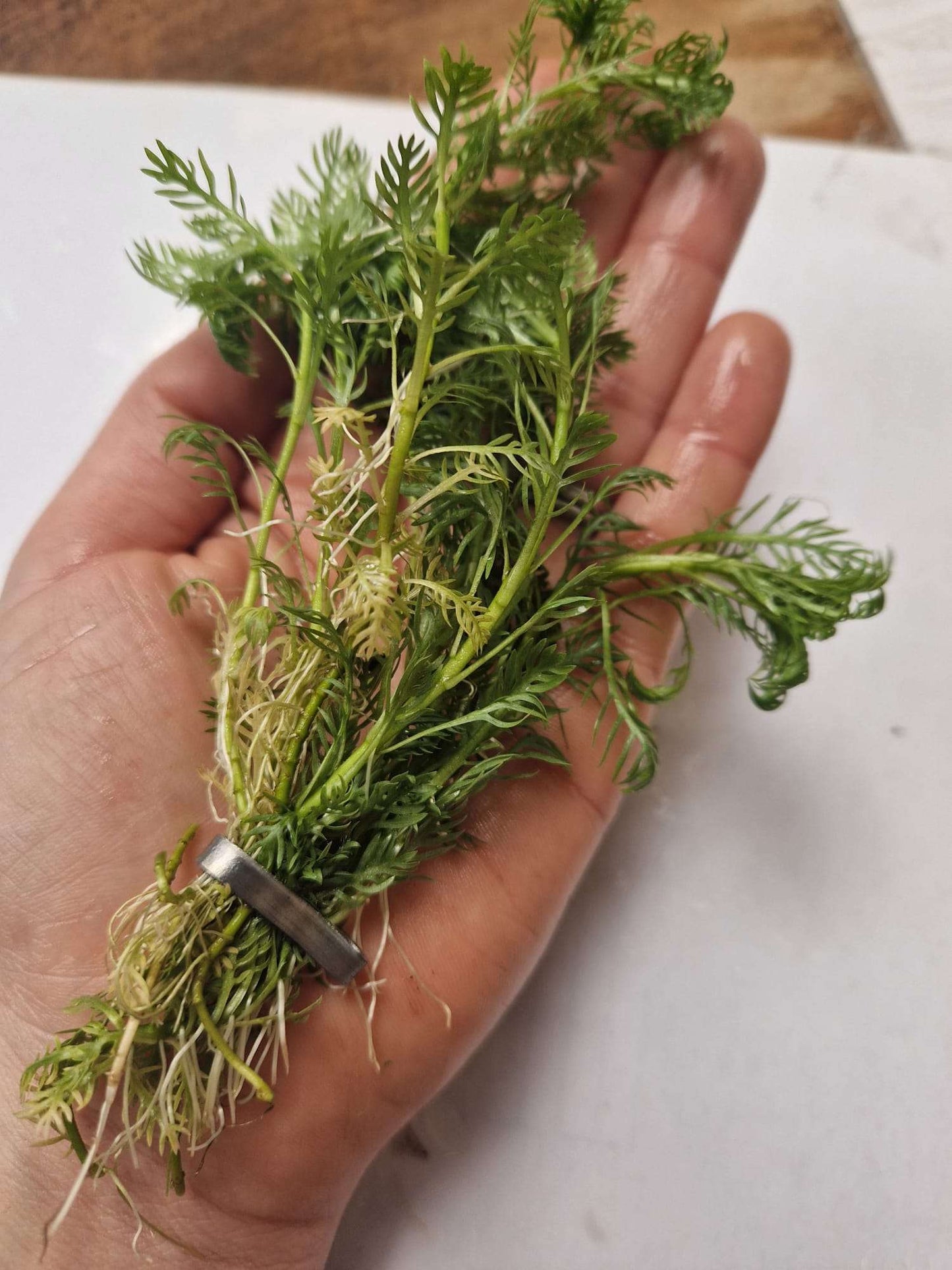 Hottonia Palustris - 1- 25 Bunches / Oxygenating Pond Water Plants/ weed - OX009