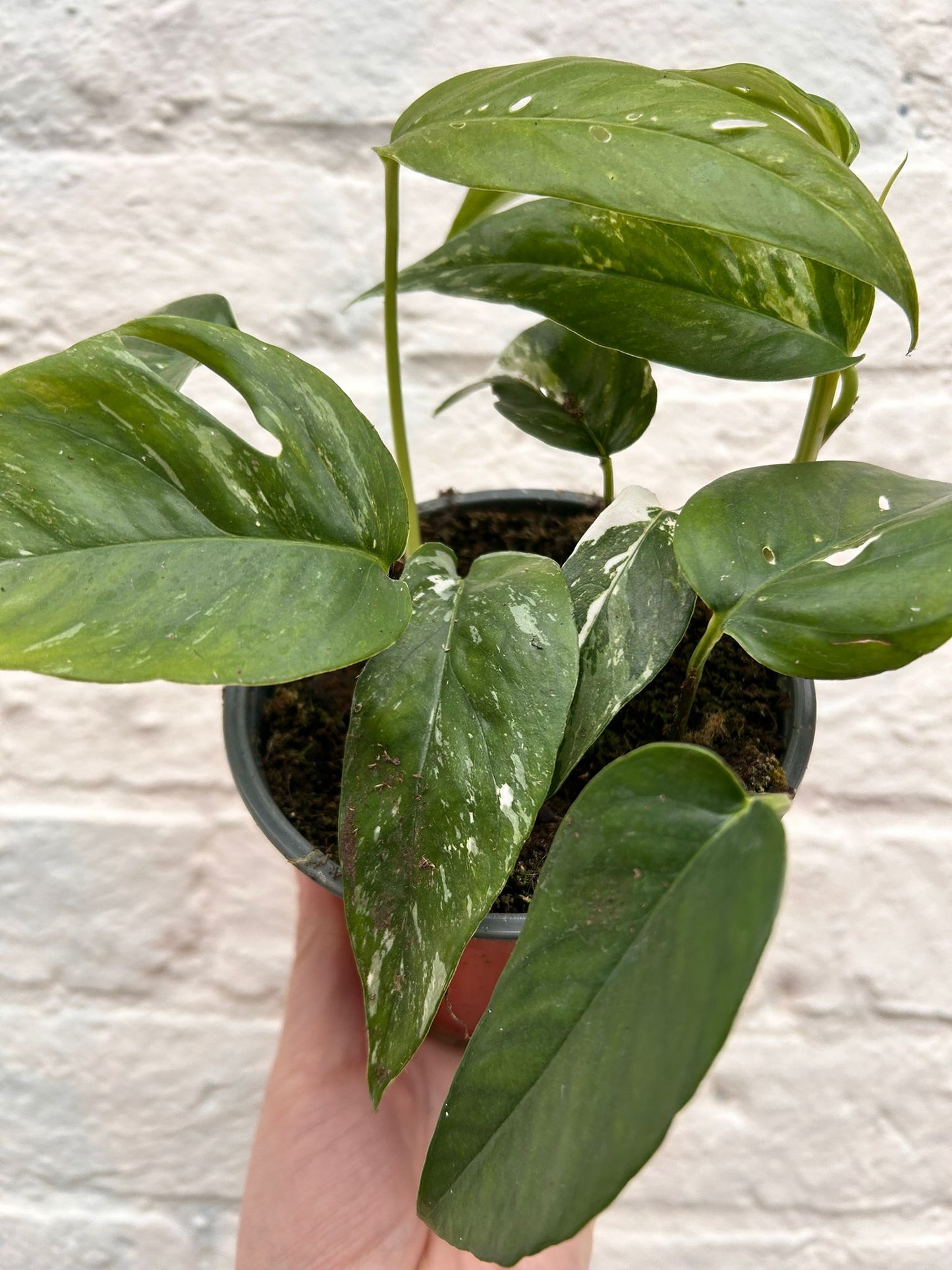 Epipremnum pinnatum 'Albo variegata' (Variegated pothos)