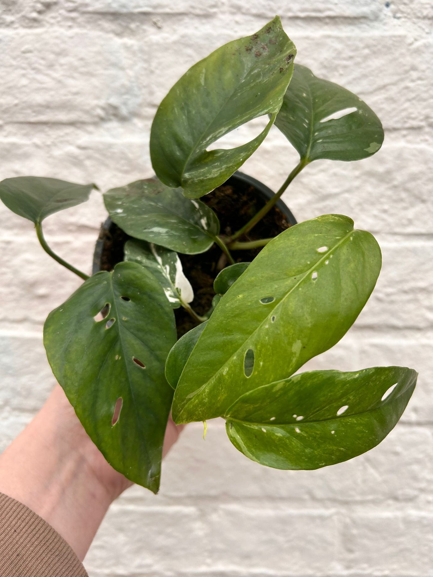 Epipremnum pinnatum 'Albo variegata' (Variegated pothos)