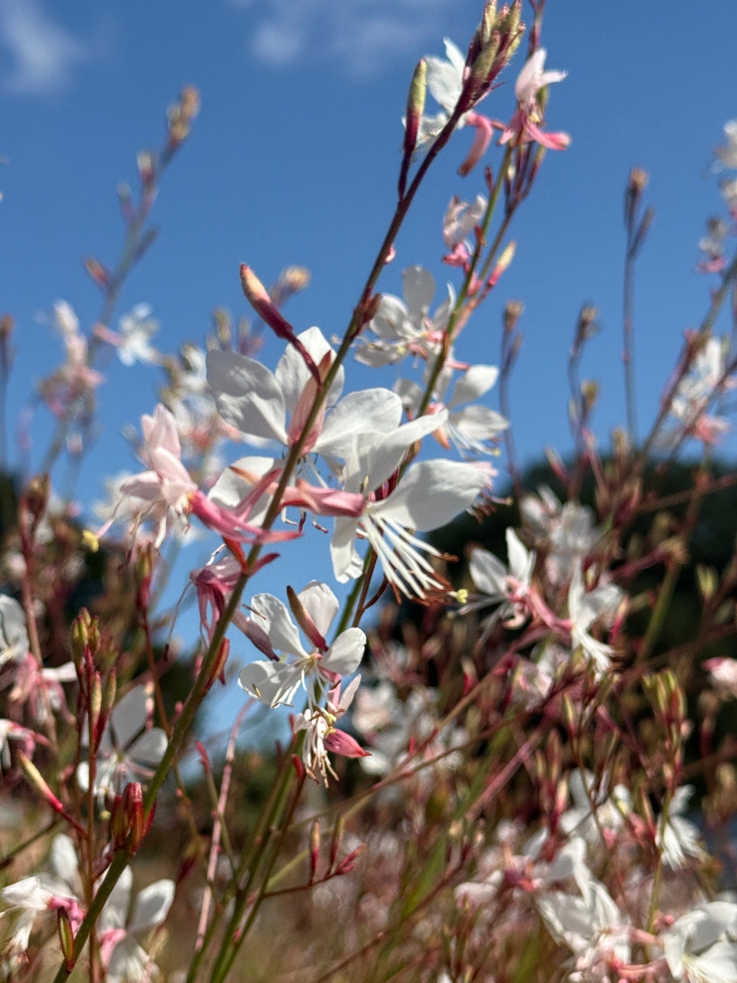 Gaura 'The Bride'