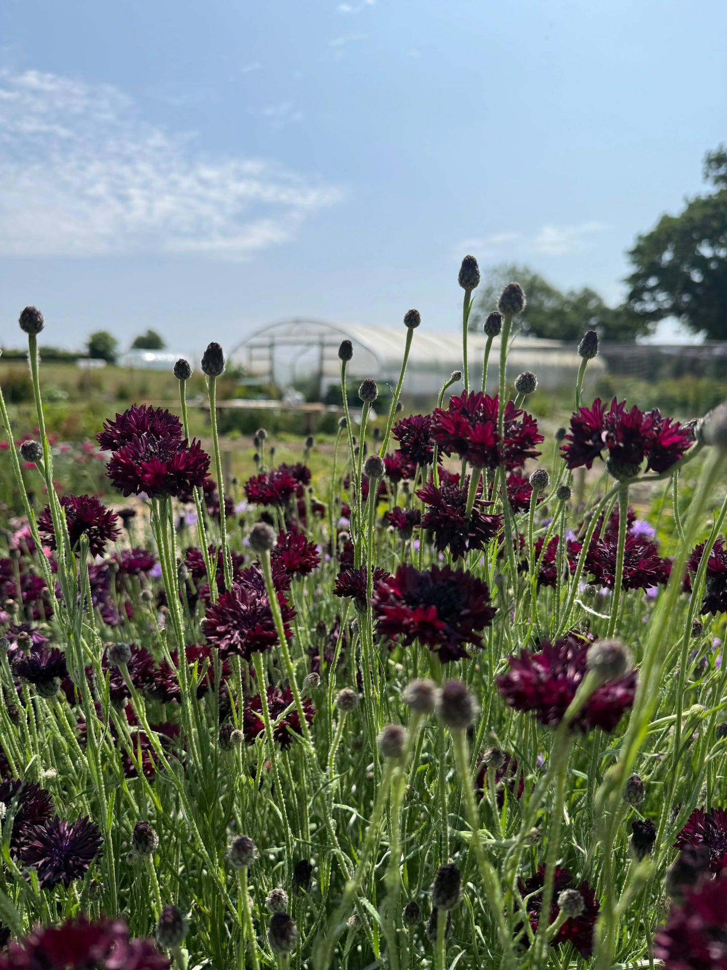 Cornflower Black Ball