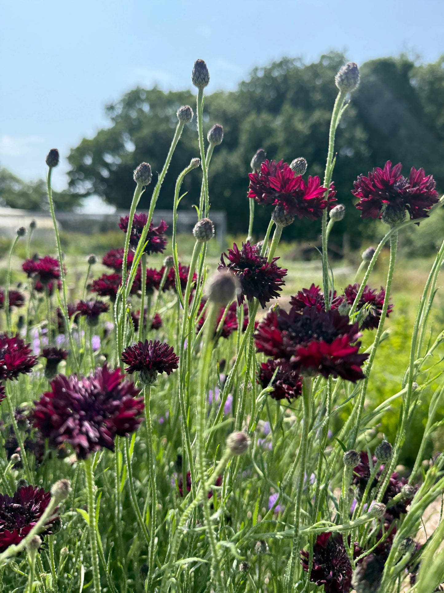 Cornflower Black Ball