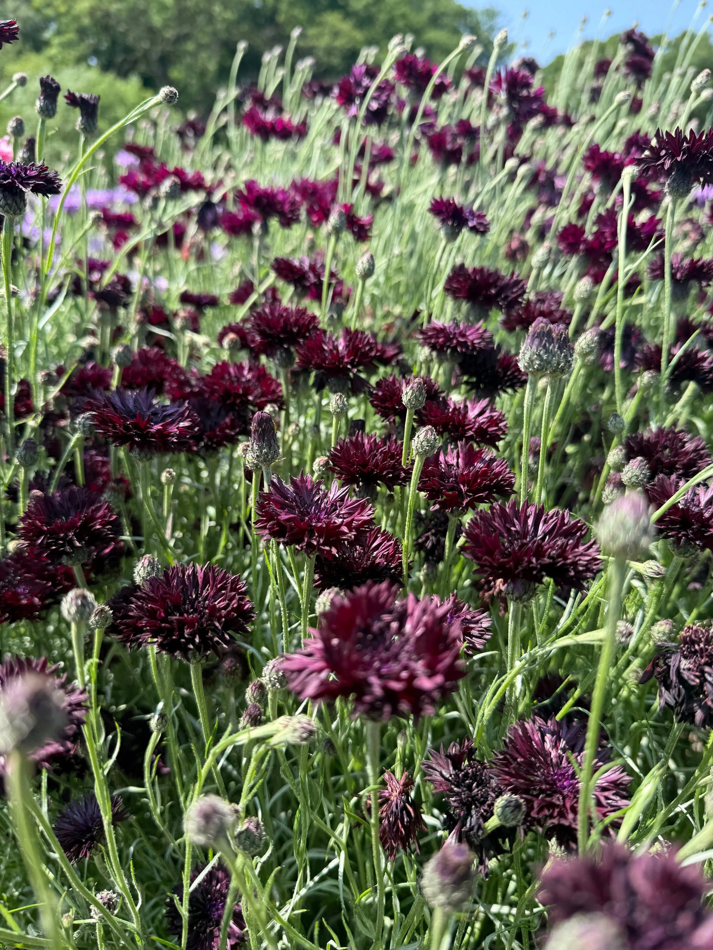 Cornflower Black Ball