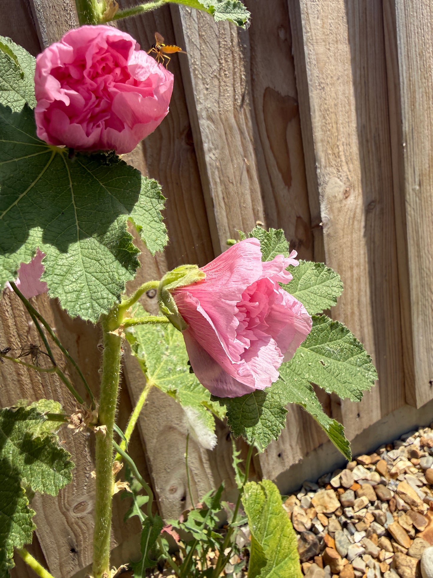 Hollyhock Summer Carnival