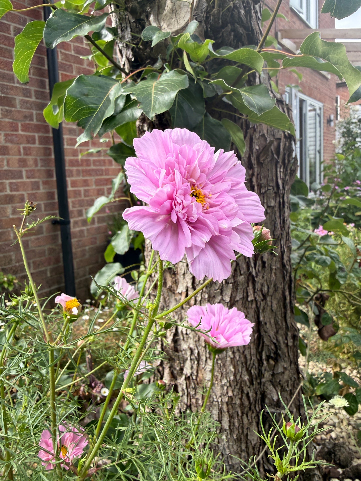 Cosmos Double Click Rose Bon Bon