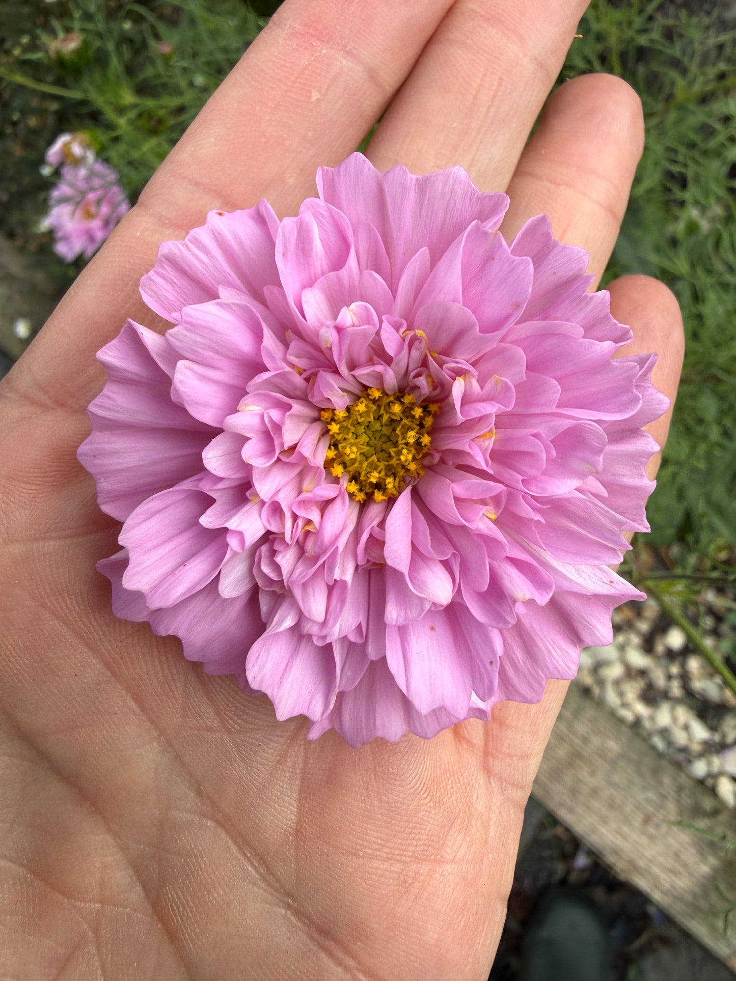Cosmos Double Click Rose Bon Bon