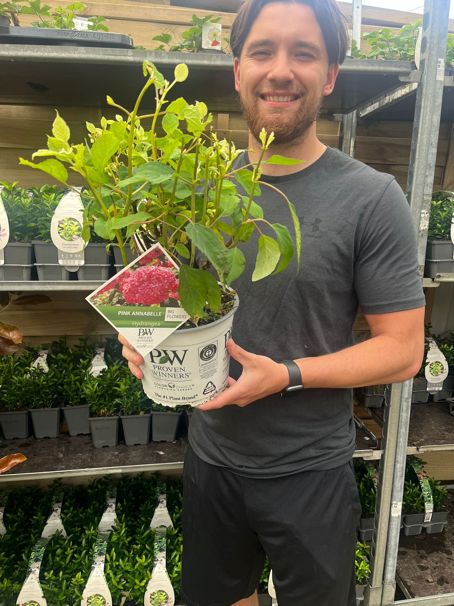 Hydrangea arborescens 'Strong Annabelle Pink' 3L