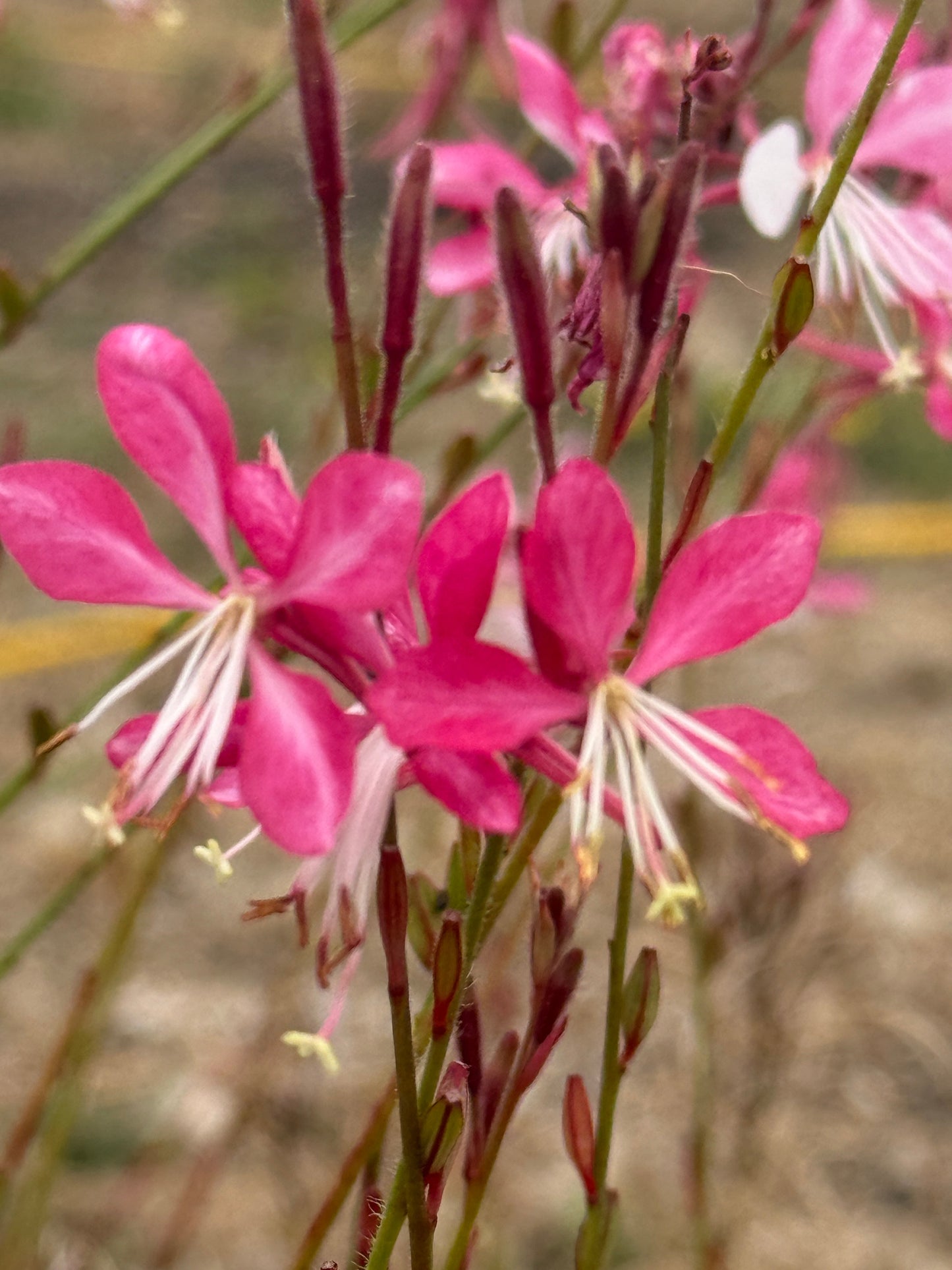Gaura 'Pink Bouquet'