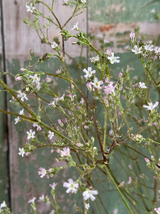 Gypsophila elegens Pink