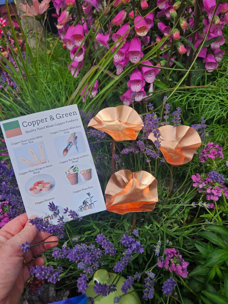 5 x Copper Bee Drinker Bundle