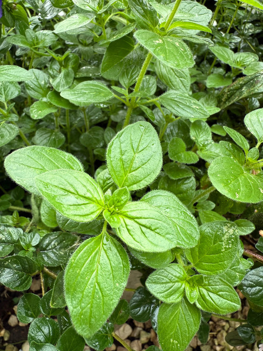 Oregano Greek