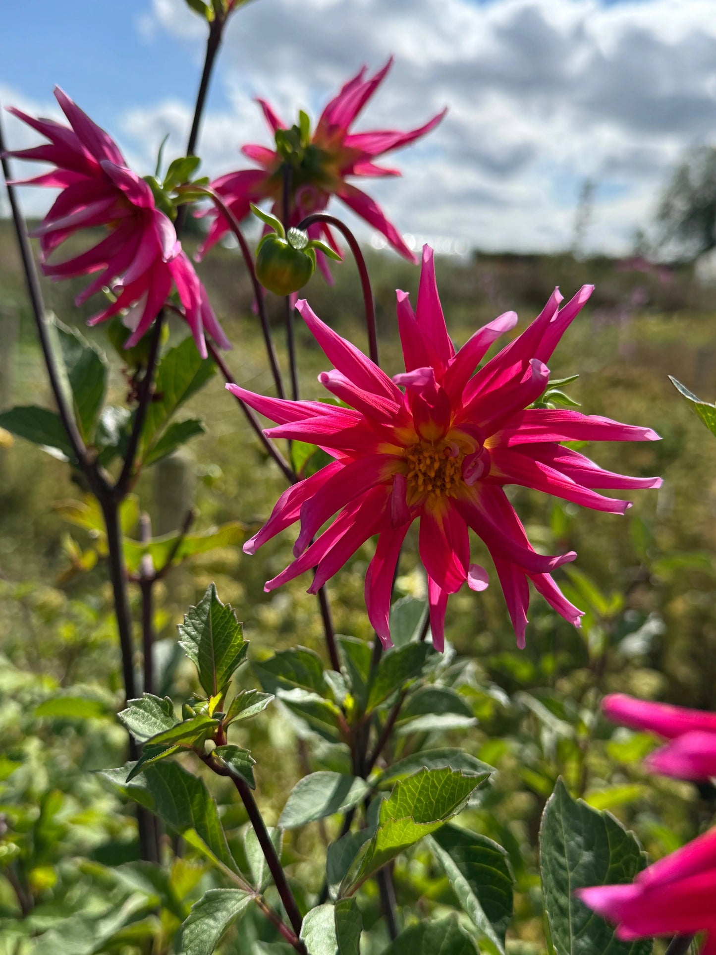 Dahlia Cactus Mixed
