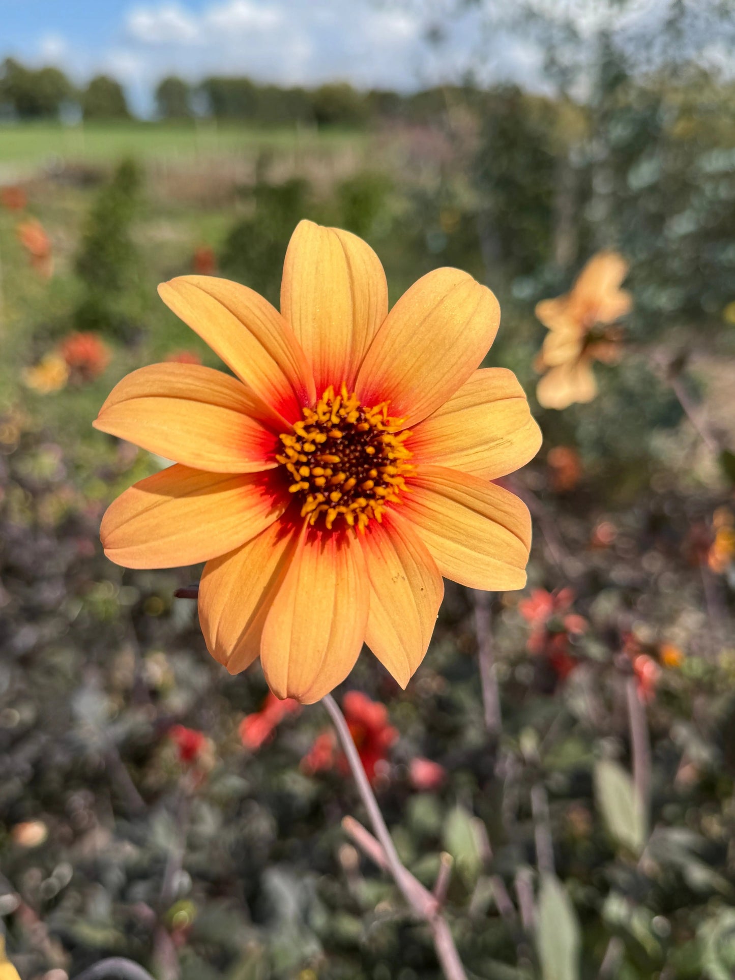 Dahlia Bishops Children Mix