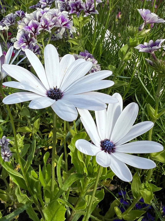 Osteospermum Sky and Ice - African Daisy