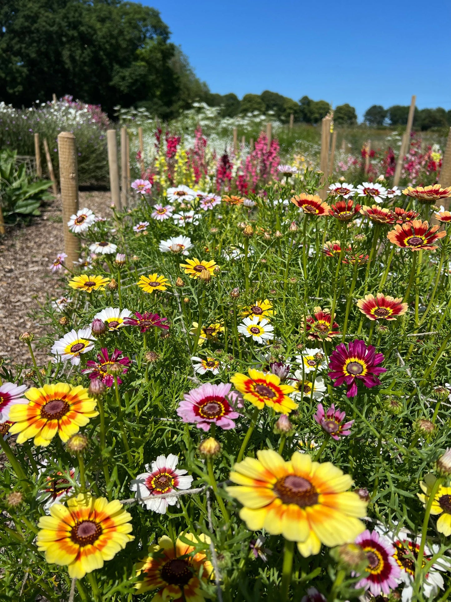 Chrysanthemum Painted Daisies