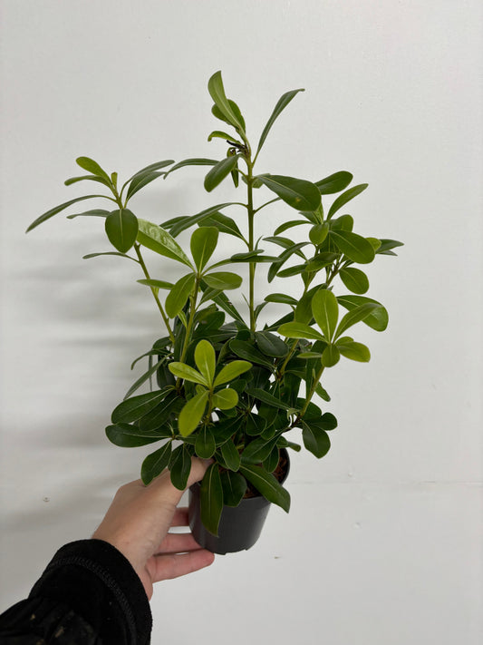 Pittosporum tobira 'Nanum' 9cm