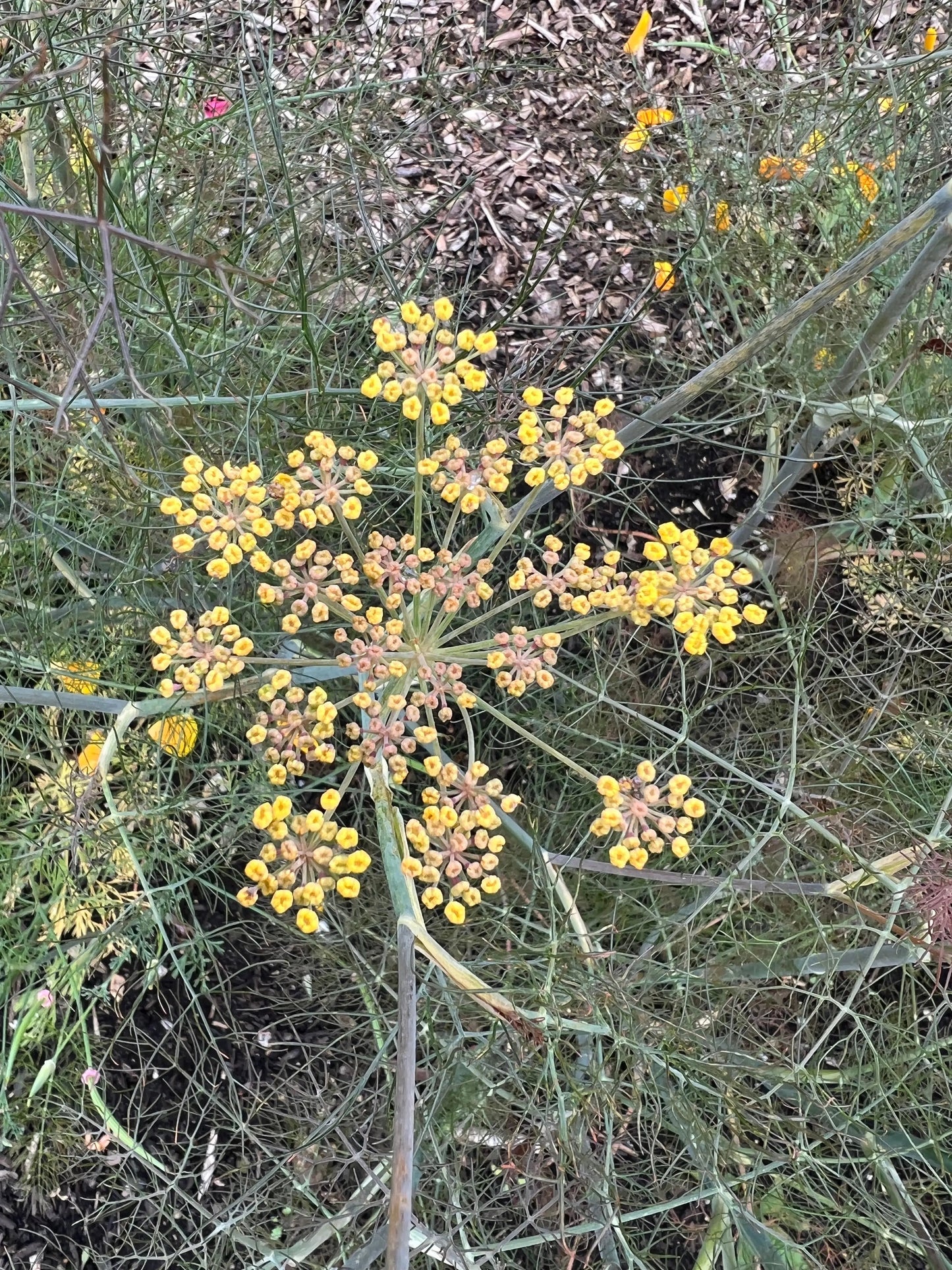 Bronze Fennel