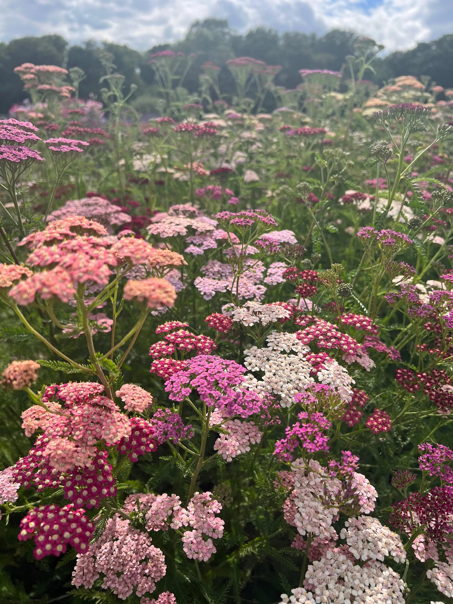 Achillea Pastel Mixed