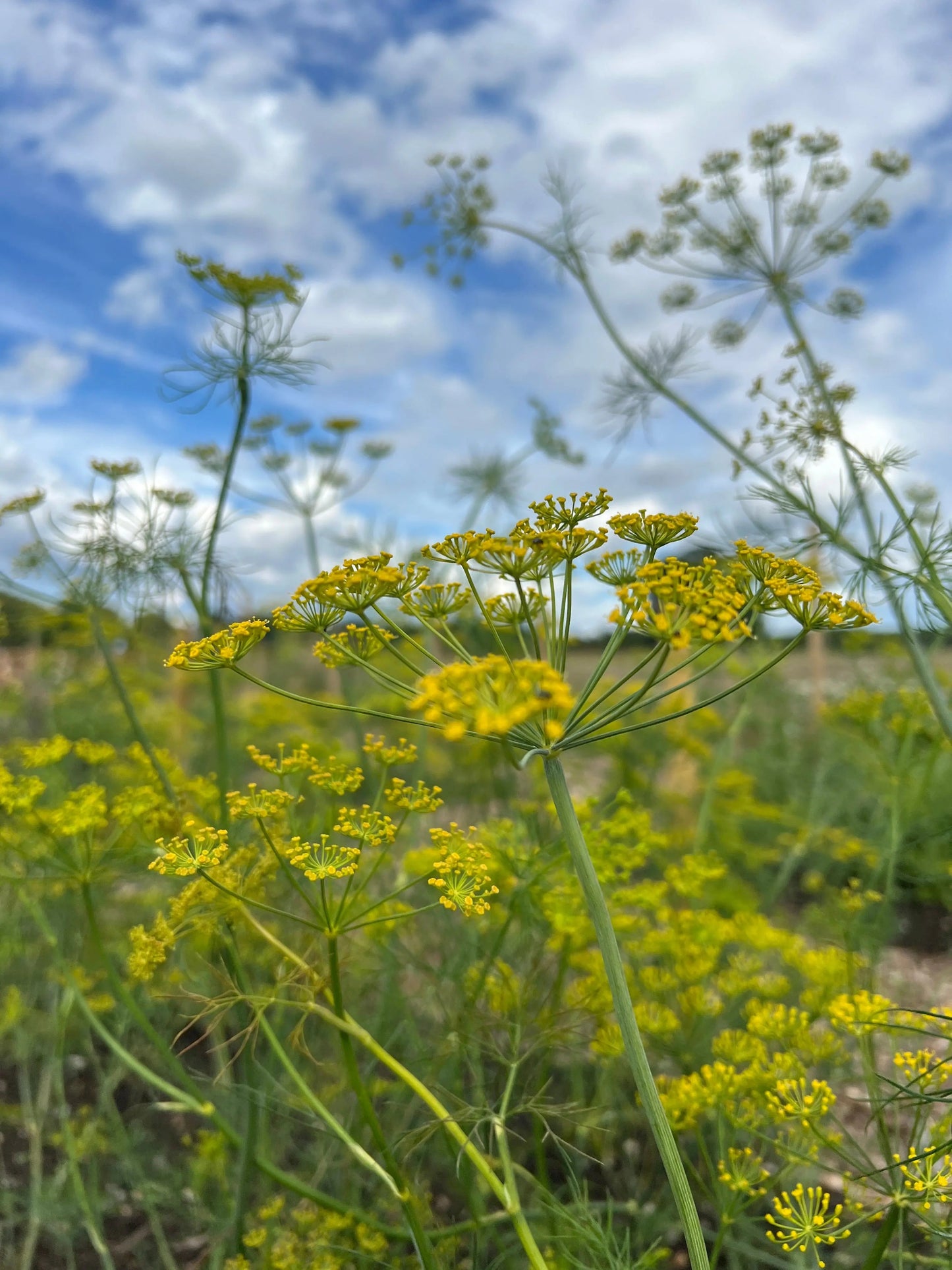 Dill Bouquet