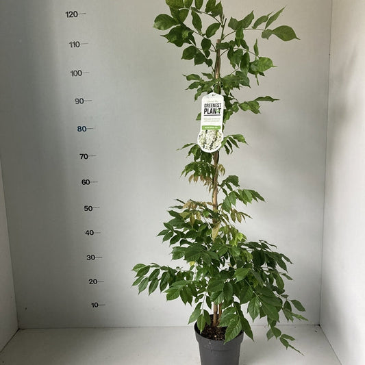 Wisteria sinensis 'Alba' 2L 100-120cm