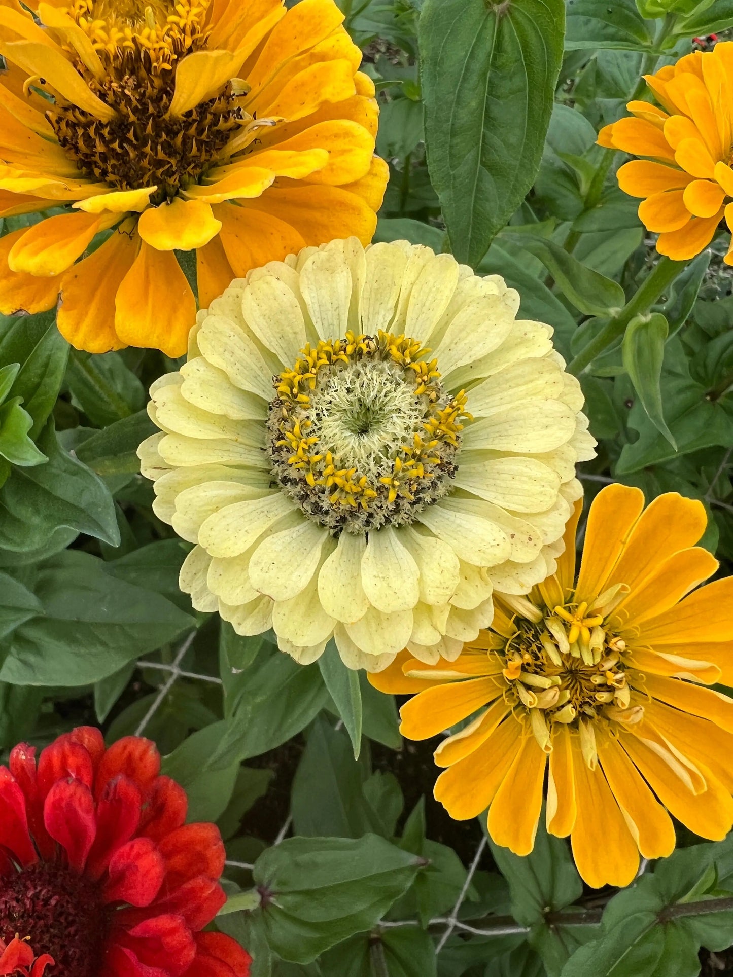 Zinnia Green Envy