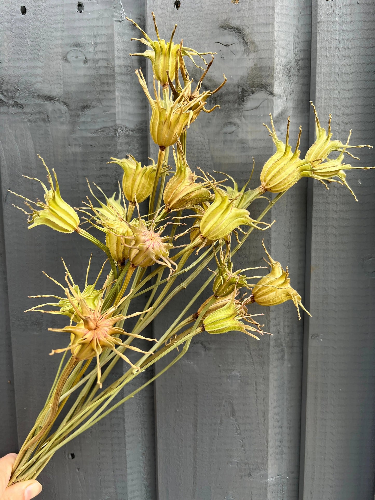 Nigella Hispanica Seed Heads Dried