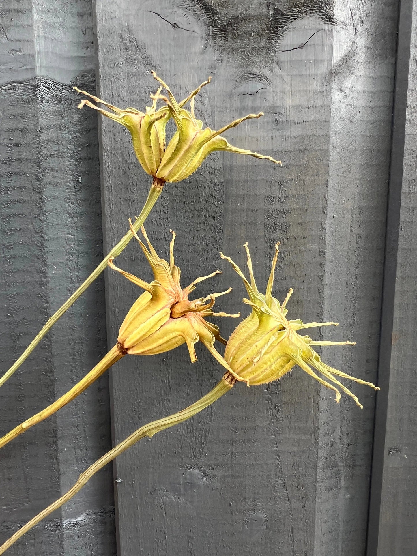 Nigella Hispanica Seed Heads Dried