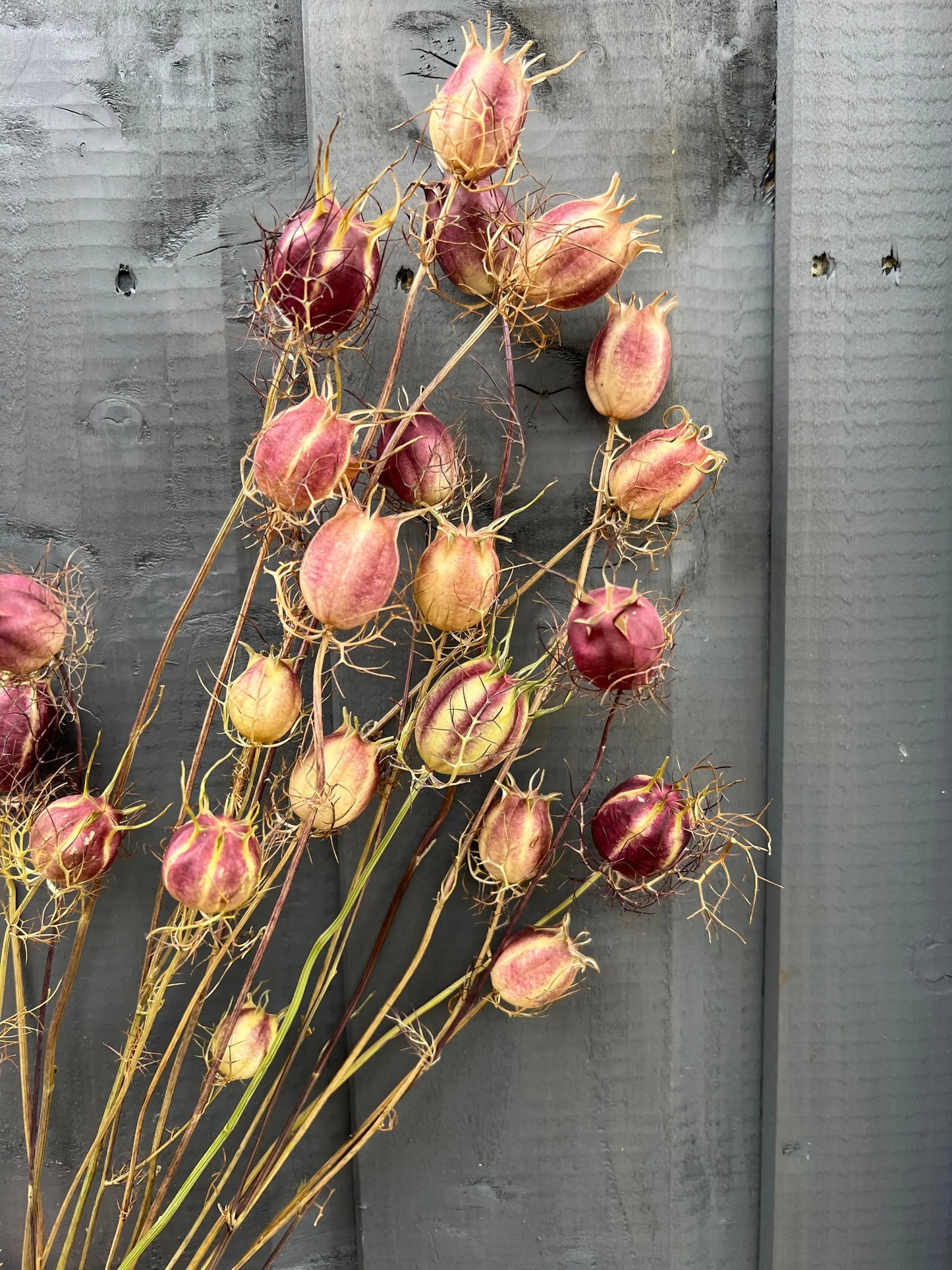 Nigella Seed Heads Dried | Love-in-a-Mist Norfolk Pods