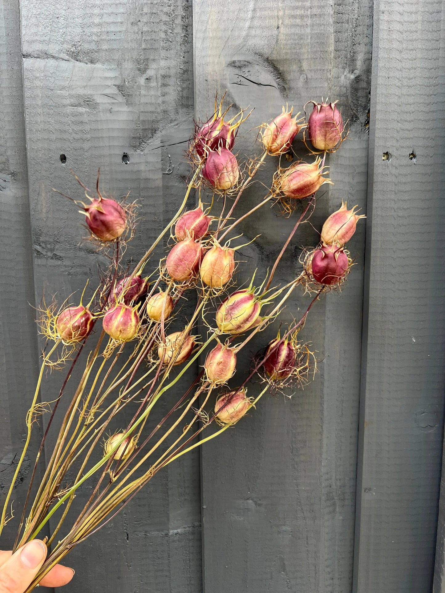 Nigella Seed Heads Dried | Love-in-a-Mist Norfolk Pods