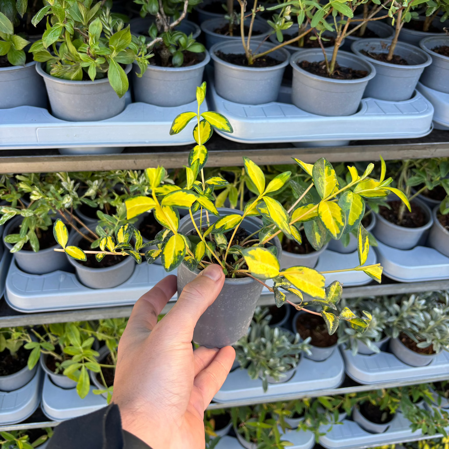 Vinca minor 'illumination' (periwinkle) 9cm