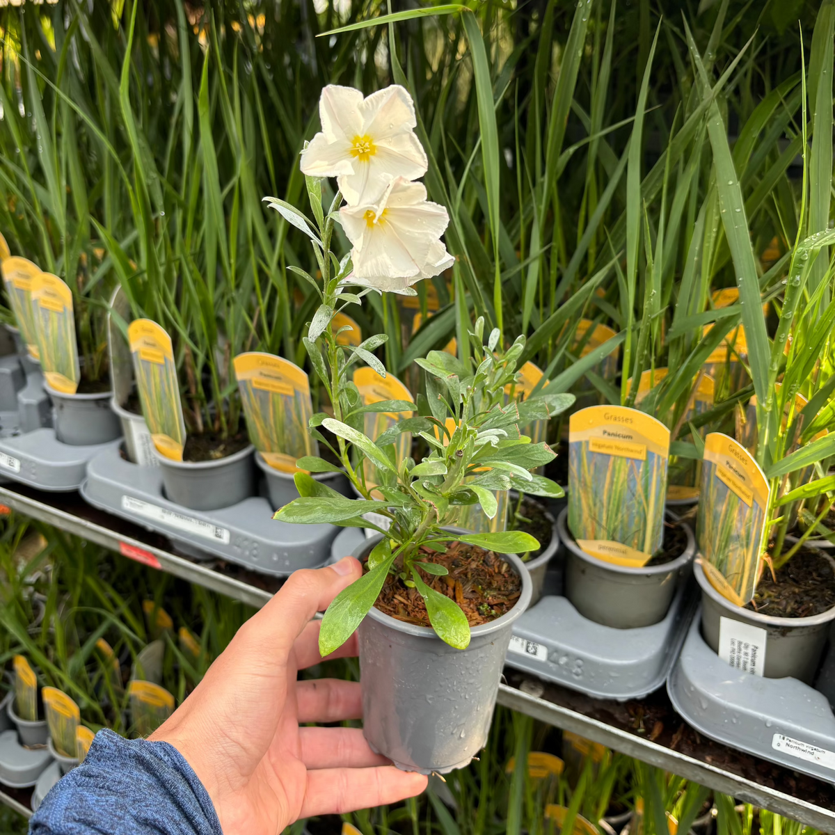 Convolvus cneorum (Silverbush) 9cm/1.5L/2L/3L