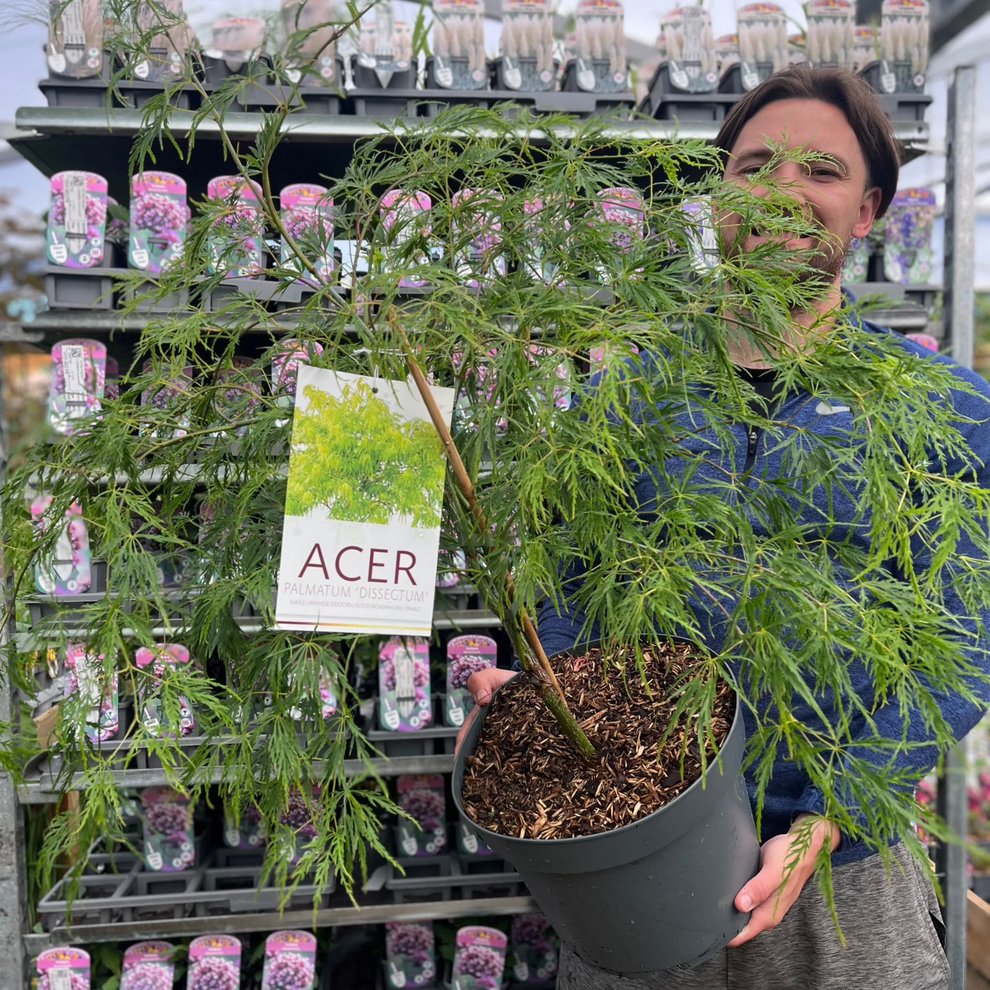 Acer palmatum Dissectum 3L / 10L / 130L