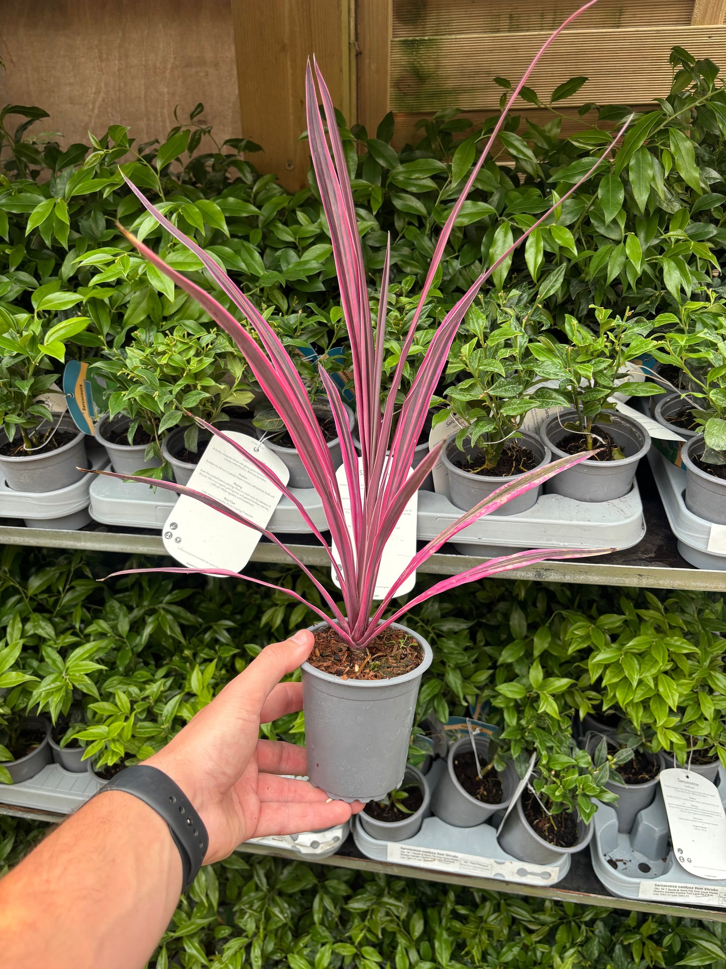 Cordyline Pink Passion 9cm / 1.5L