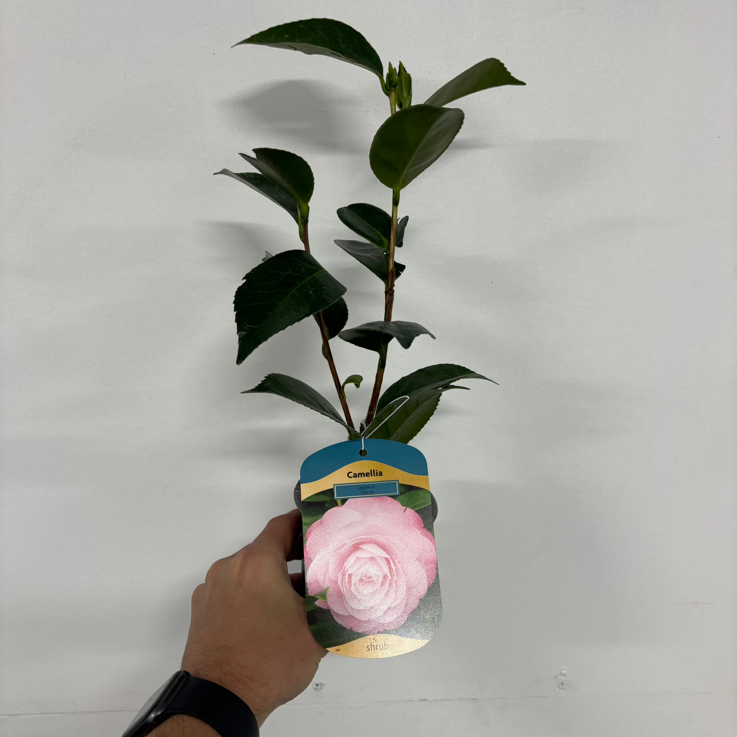 Camellia 'Desire' 9cm / 5L