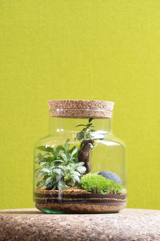 Cork jar terrarium kit