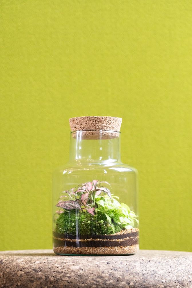 Slim Cork jar terrarium kit