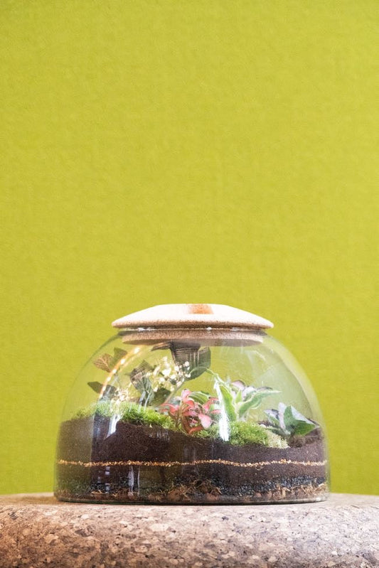 Eden Dome Terrarium Kit 16.5cm