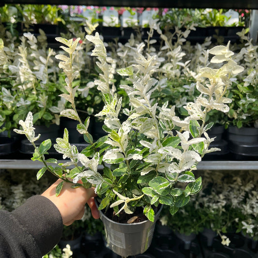 Euonymus fortunei 'Harlequin' 9cm / 1.5L / 2L