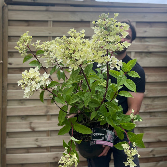 Hydrangea paniculata 'Wim's Red' 2L / 3L / 10L