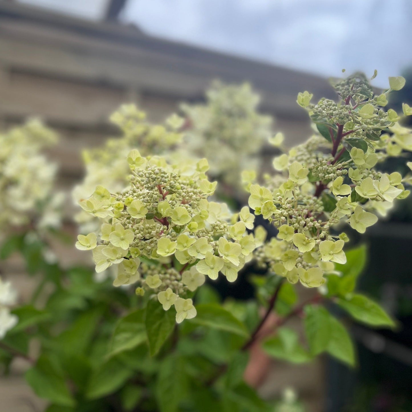 Hydrangea paniculata 'Wim's Red' 2L / 3L / 10L