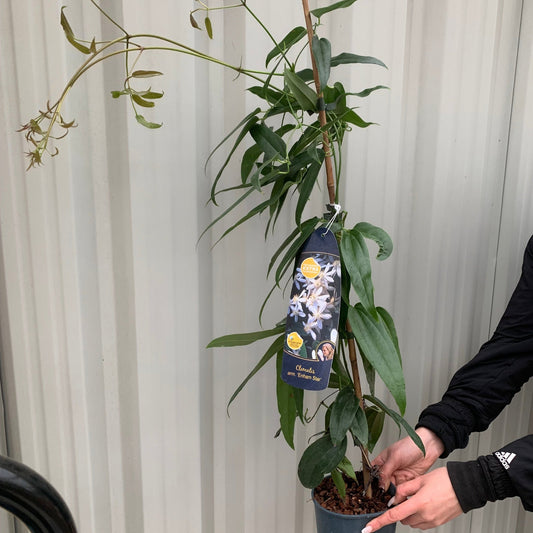 Clematis armandii - 'Enham Star'  (Evergreen and Fragrant)