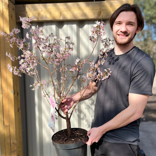 Prunus Niponica 'Ruby' - Ornamental Flowering Cherry Blossom Tree 7.5L 1m