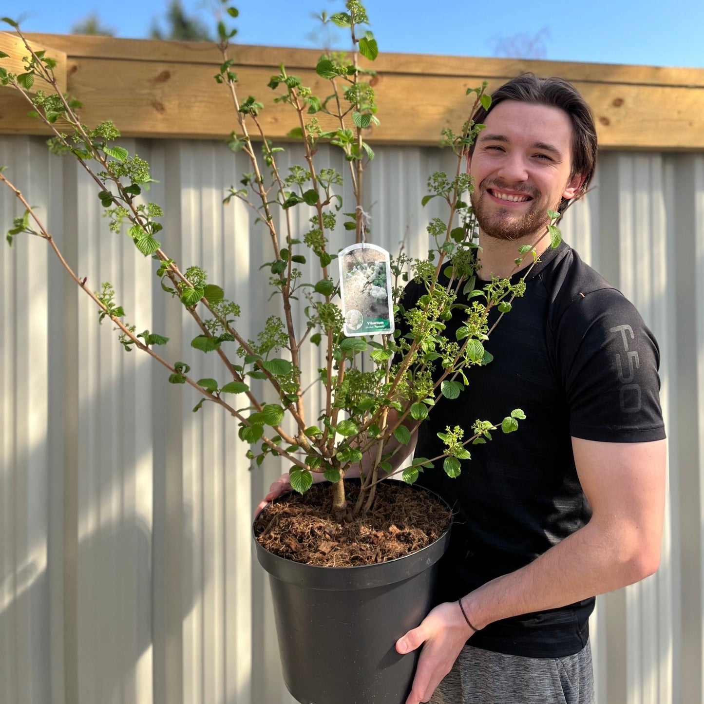 Viburnum plicatum 'Popcorn' | 4L / 10L