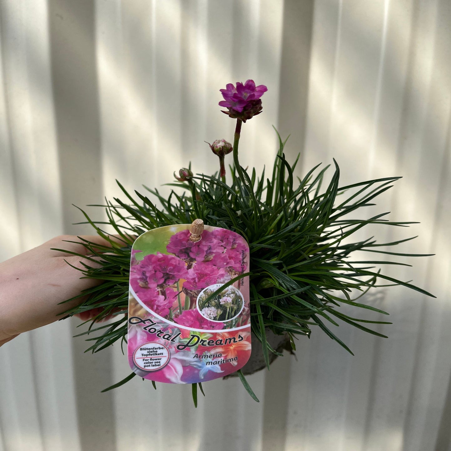Armeria martima Select Rose 9cm