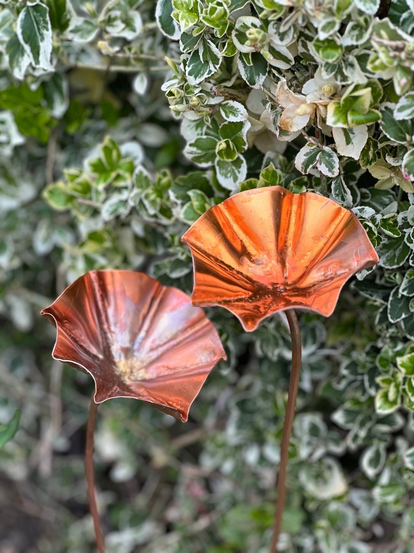 3 x Copper Bee Drinker Bundle