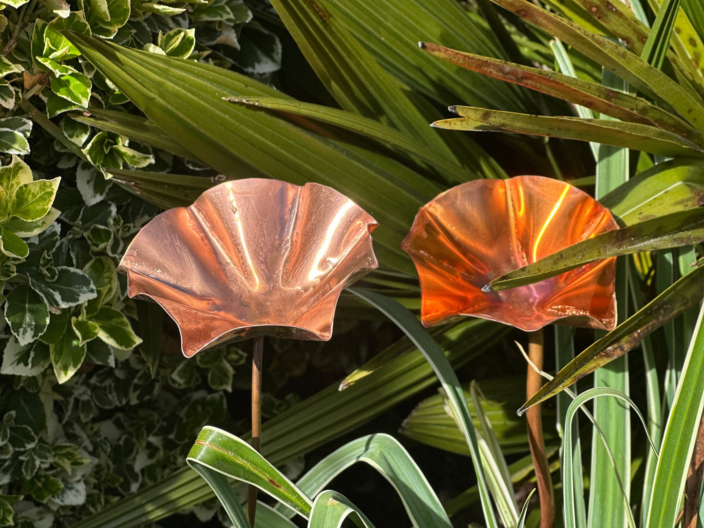 5 x Copper Bee Drinker Bundle