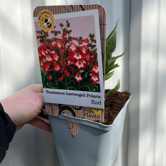 Penstemon Red 9cm/1.5L