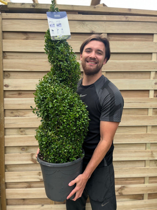 Buxus Spiral 1.2m | Buxus sempervirens Topiary | Box Spiral